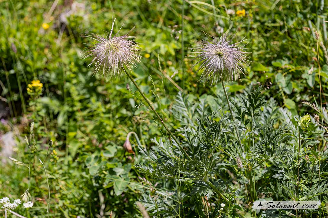 Pulsatilla alpina subsp. apiifolia - Anemone sulfurea