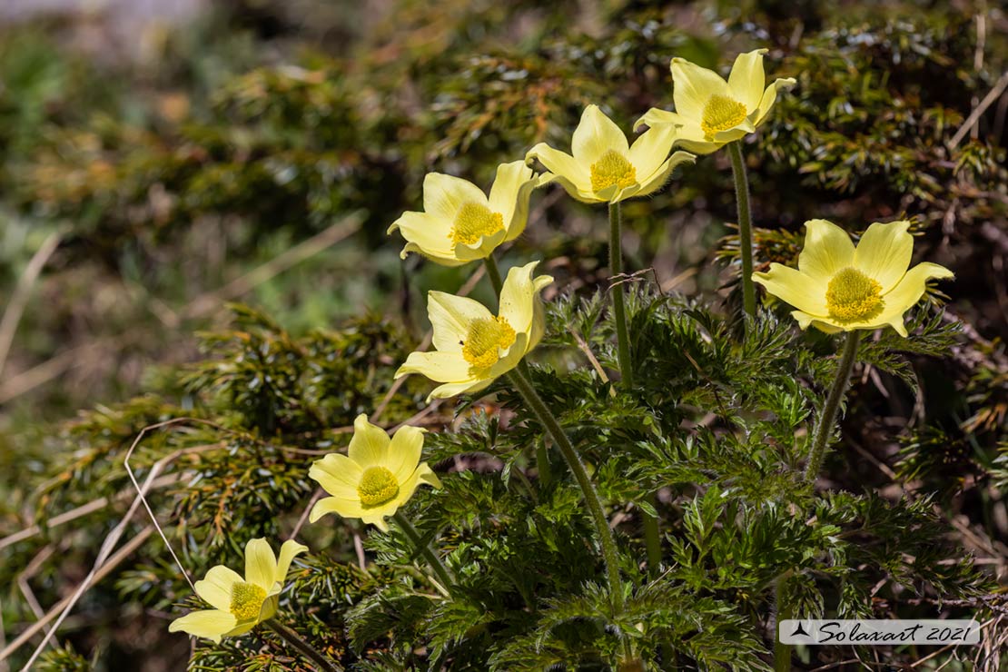 Pulsatilla alpina subsp. apiifolia - Anemone sulfurea