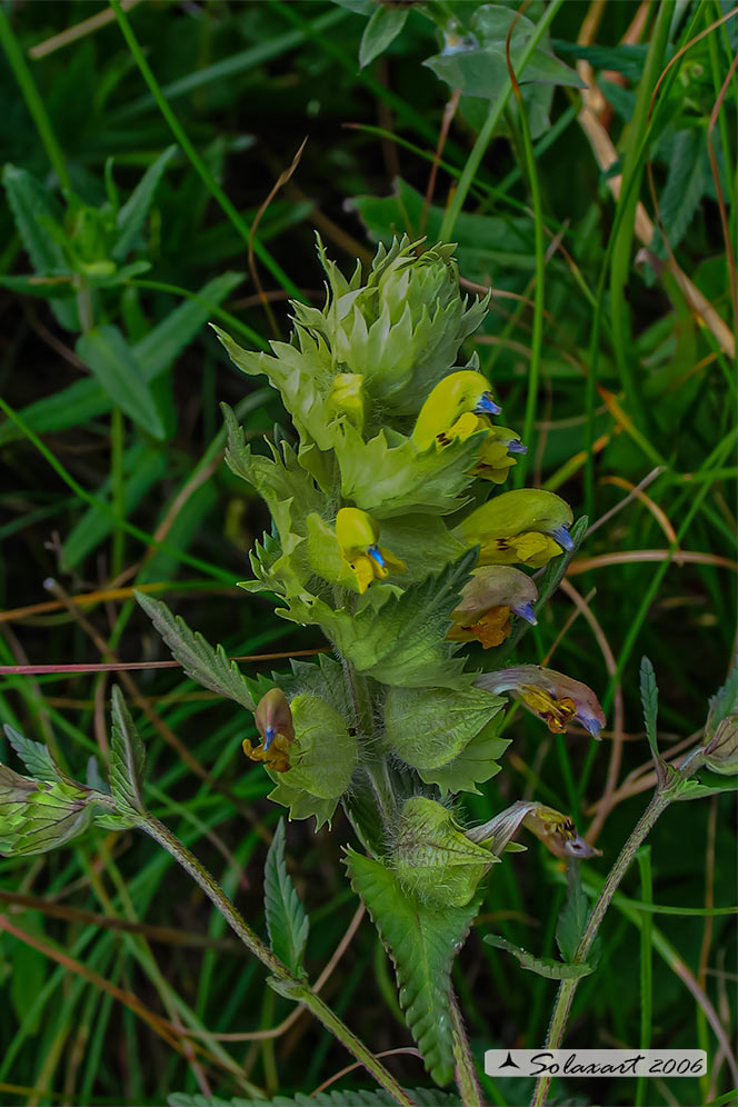 Rhinanthus alectorolophus - Cresta di gallo comune