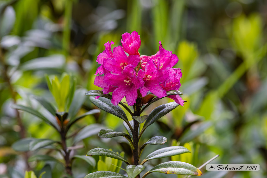 Rhododendron ferrugineum