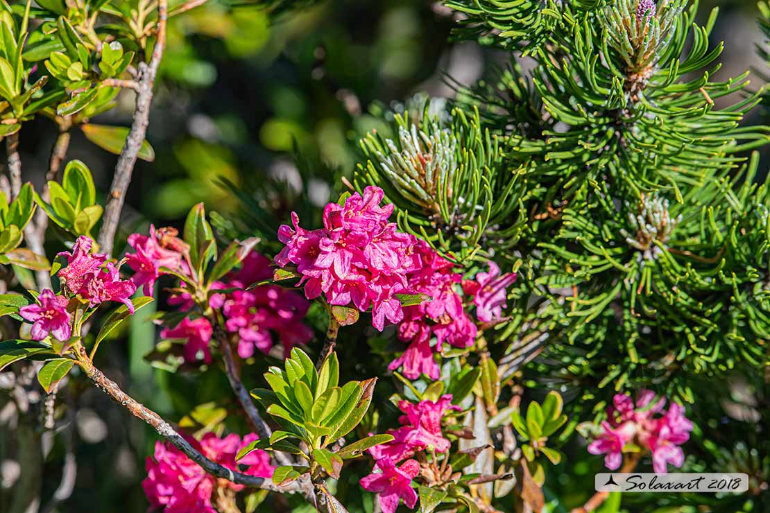 Rhododendron ferrugineum