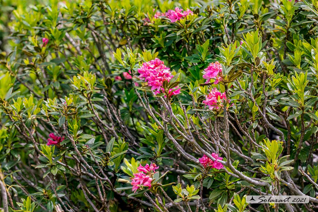 Rhododendron ferrugineum