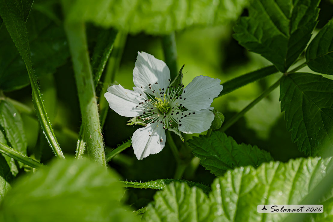 Rubus caesius -  Rovo bluastro