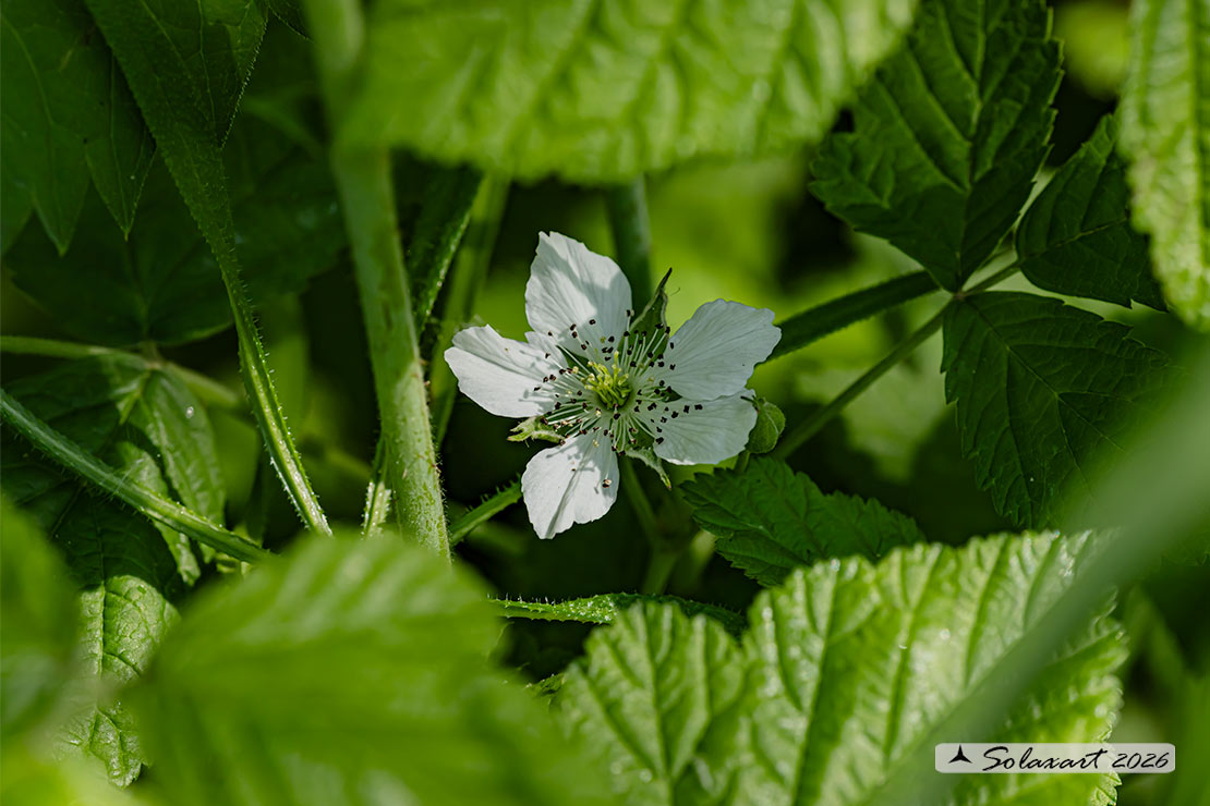 Rubus caesius -  Rovo bluastro