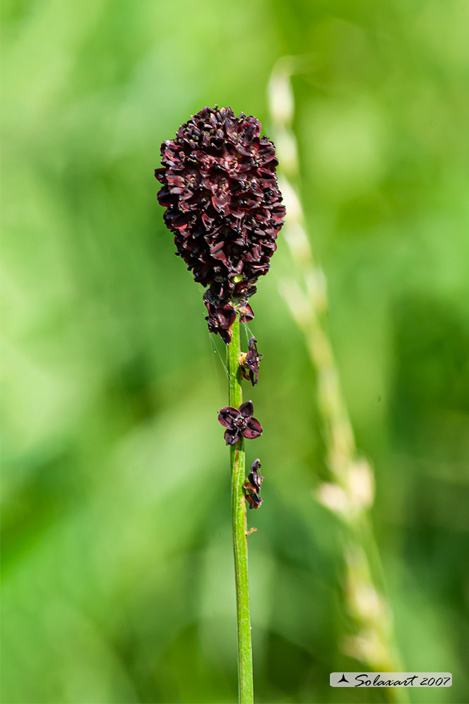 Sanguisorba officinalis - Salvastrella maggiore - Great burnet