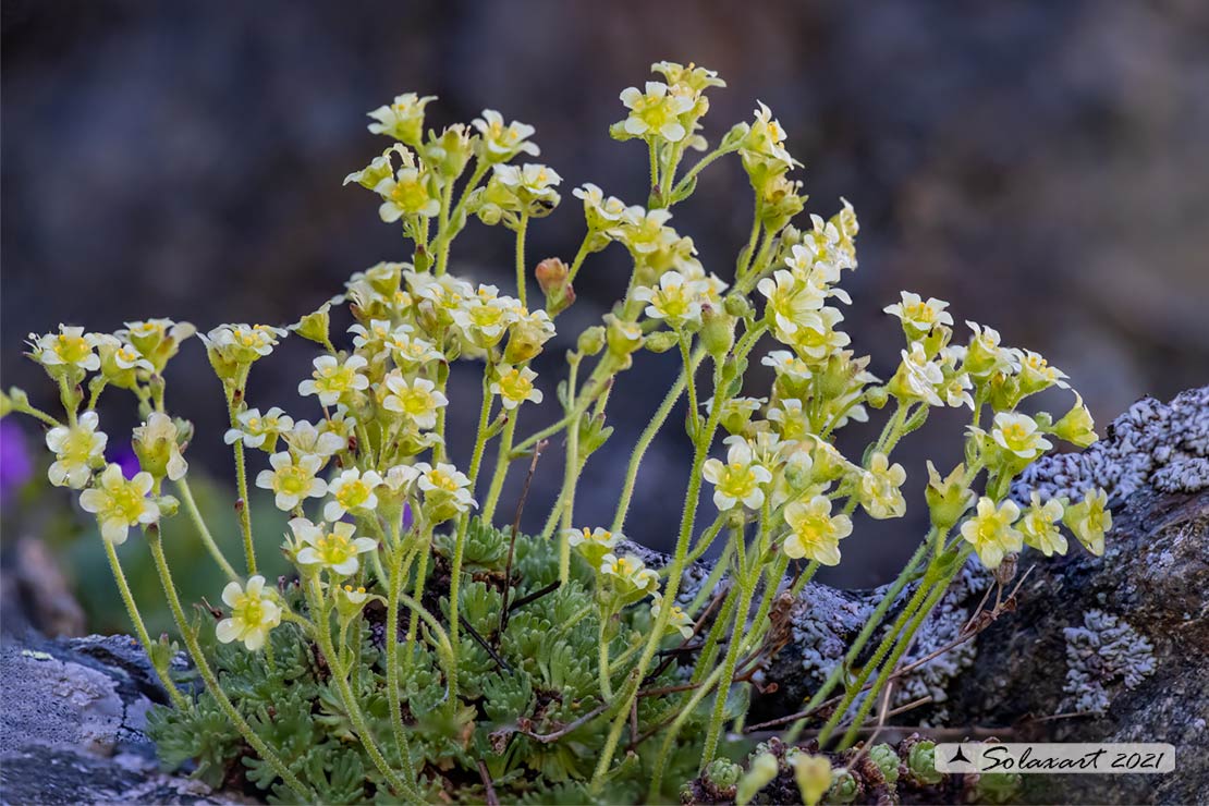 Saxifraga exarata - Sassifraga solcata