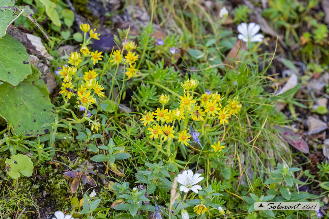 Saxifraga aizoides - Sassifraga gialla