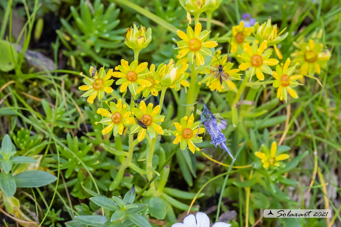 Saxifraga aizoides - Sassifraga gialla