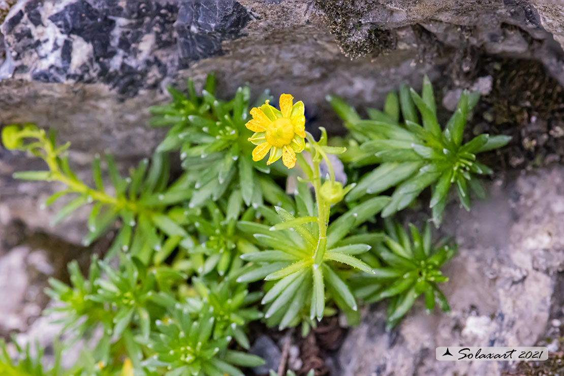 Saxifraga aizoides - Sassifraga gialla