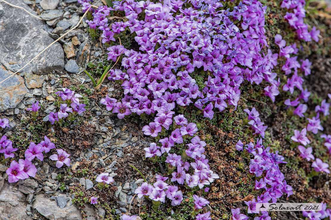 Saxifraga oppositifolia - Sassifraga a foglie opposte