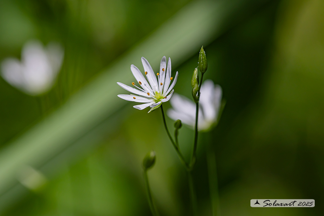 Stellaria graminea