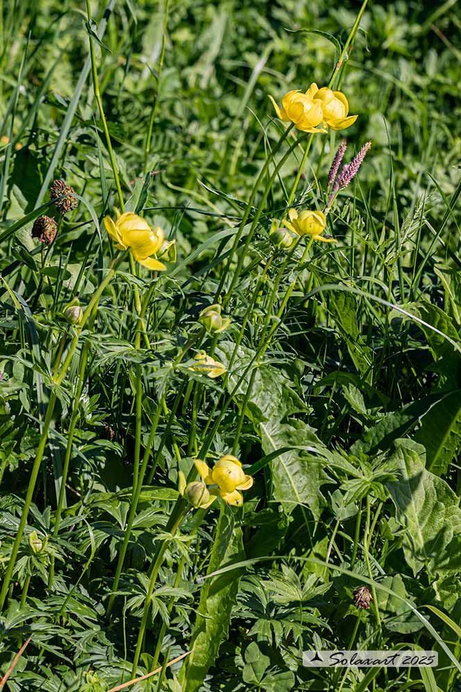 Trollius europaeus - Botton_d'oro