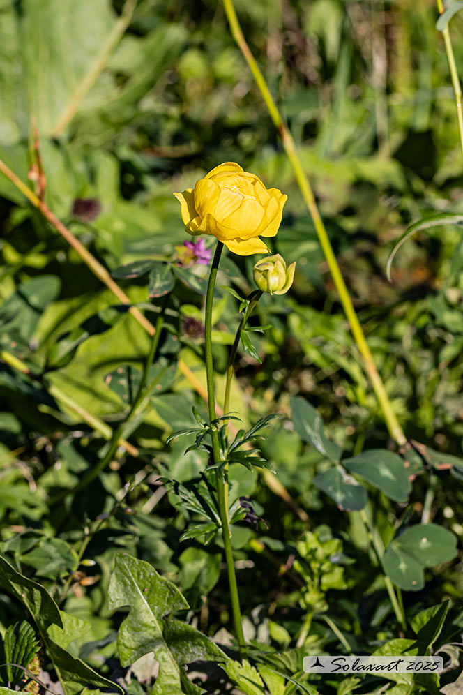 Trollius europaeus - Botton_d'oro