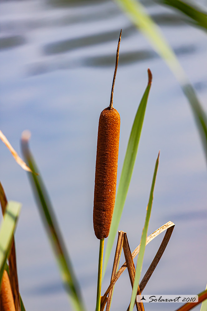 Typha angustifolia 