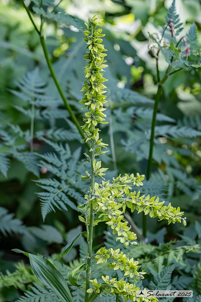 Veratrum album