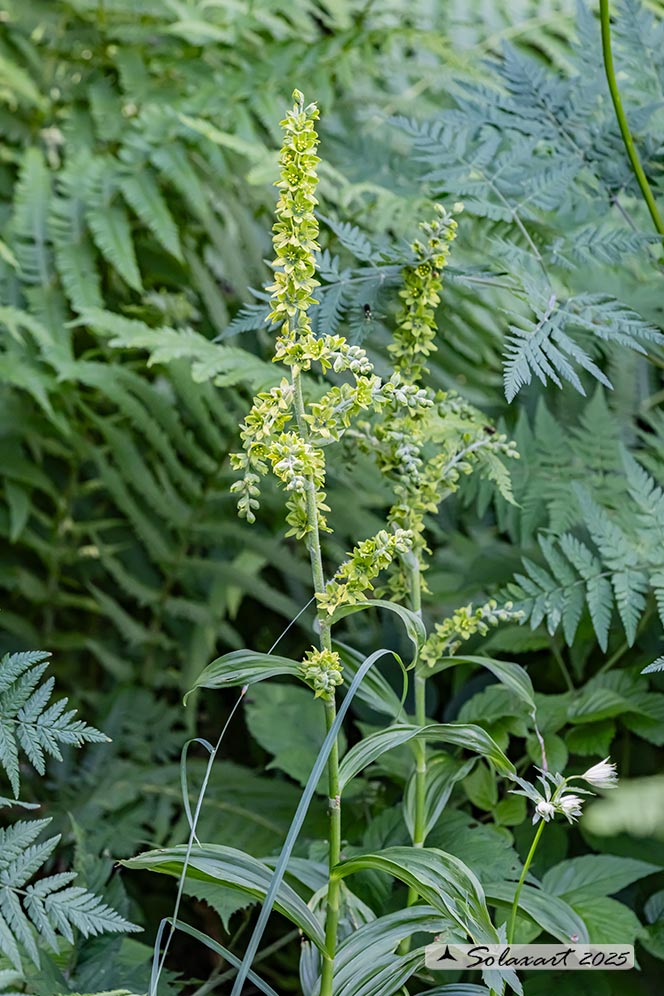 Veratrum album