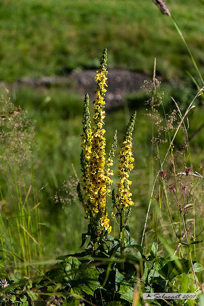 Verbascum nigrum - verbasco nero