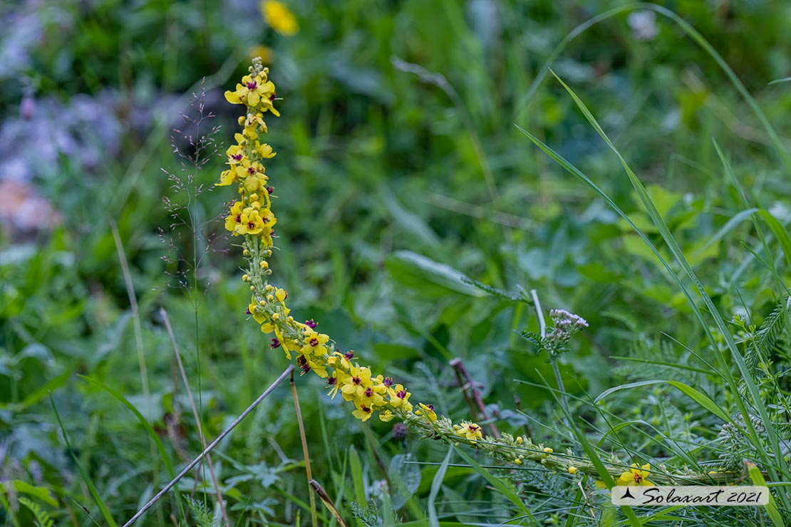 Verbascum nigrum - verbasco nero