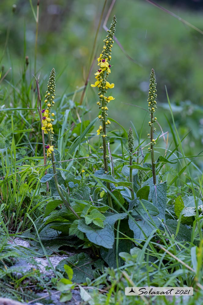 Verbascum nigrum - verbasco nero