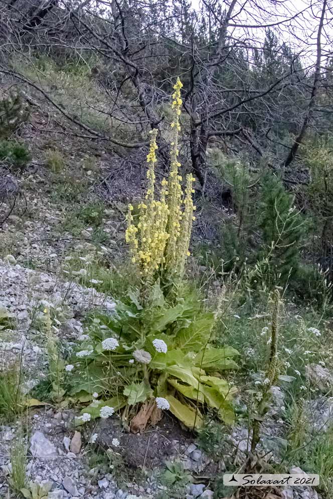 Verbascum thapsus