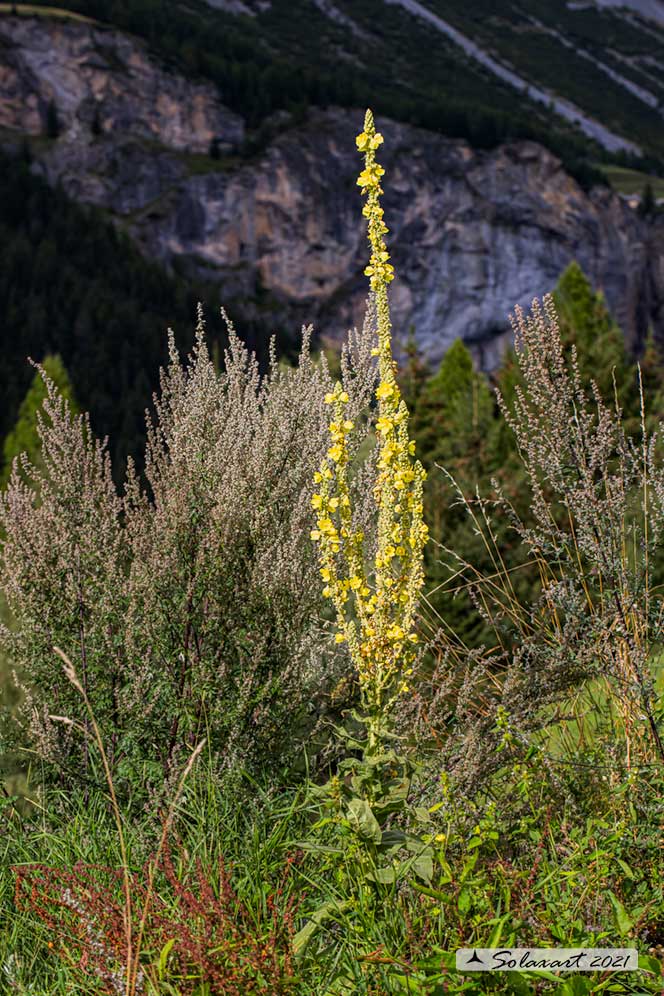 Verbascum thapsus