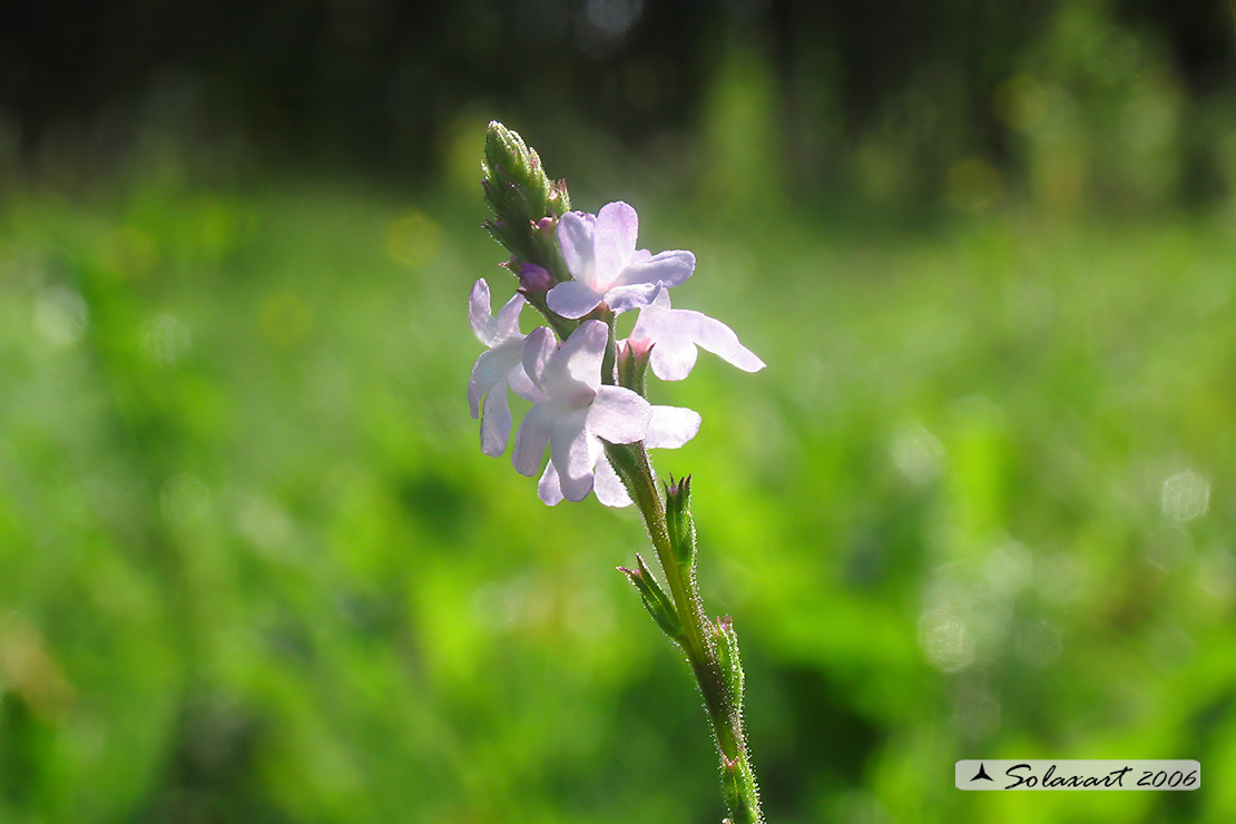 Verbena officinalis
