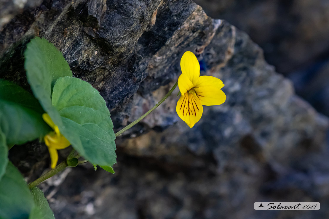 Viola biflora - Viola gialla