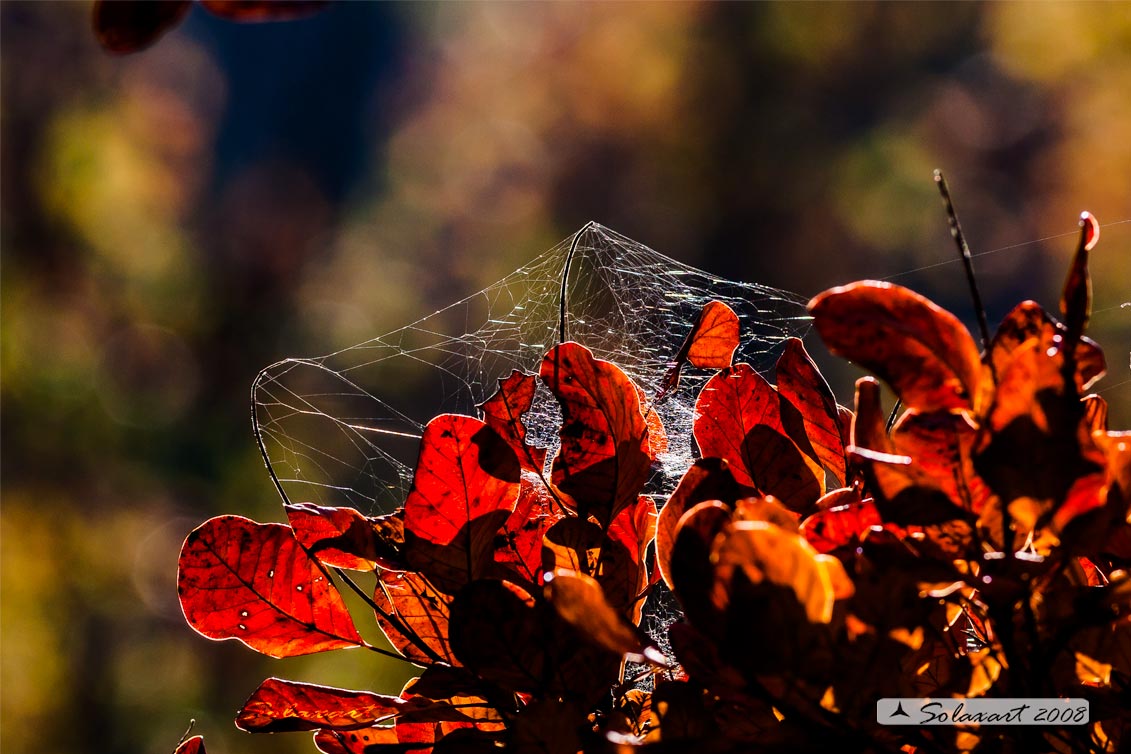 Fiume Trebbia - colori dell'autunno
