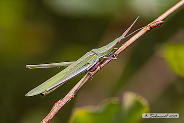 Acrida ungarica - Cone-headed grasshopper