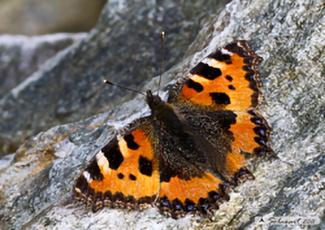 Aglais urticae