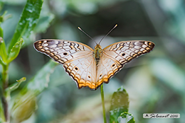 Anartia jatrophae luteipicta