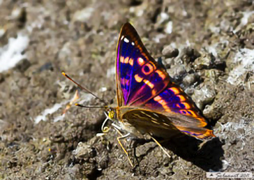 Apatura ilia