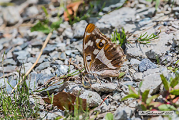 Apatura iris