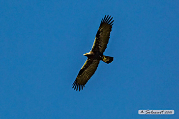 Aquila adalberti - Spanish imperial eagle