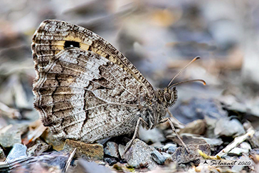 Arethusana arethusa