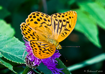 Argynnis paphia 
