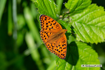 Argynnis adippe 