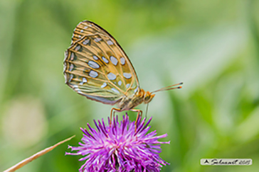 Argynnis paphia 