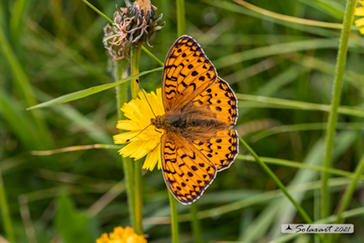 Argynnis niobe
