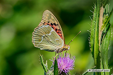 Argynnis pandora 
