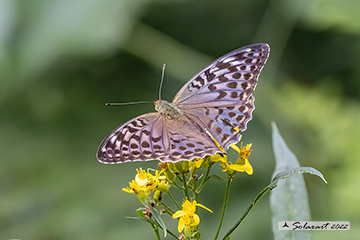Argynnis paphia valesina
