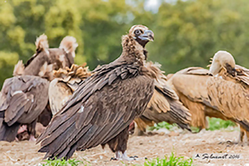 Aegypius monachus - Cinereous vulture