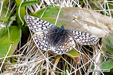 Boloria napaea