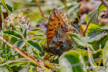 Boloria pales