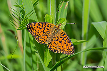 Boloria selene