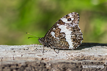 Brintesia circe