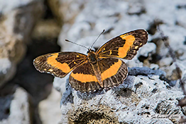 Chlosyne lacinia adjutrix