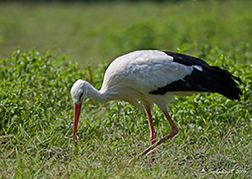 White Stork, Cicogna