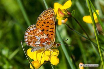 Clossiana euphrosyne