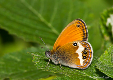 Coenonympha arcania